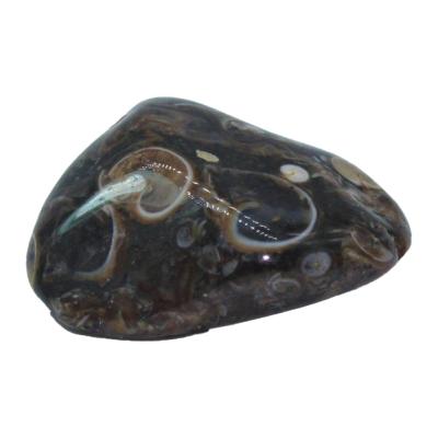 AGATE Fossile (Turritelle)